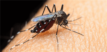 Asya Kaplan Sivrisineği Hangi Hastalıkları Taşır?